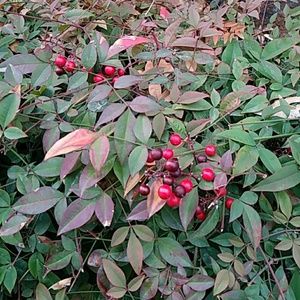 Meet your Posher, Anita